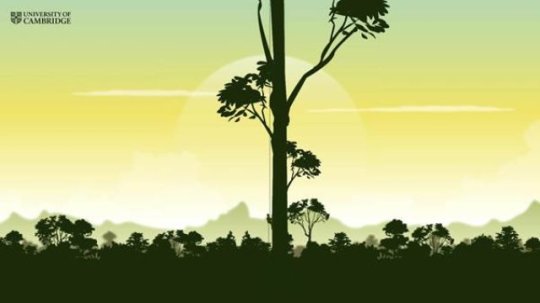 Minecraft tree ‘probably’ the tallest tree in the Tropics