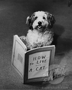 Dog reading a book