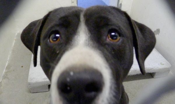 Shelter Dog Has The Best Reaction When He Realizes He’s Been Adopted