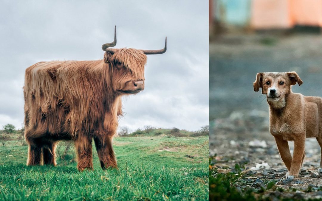 Minecraft in Real Life: Retoucher Turns Real Animals Into Cubic Creations