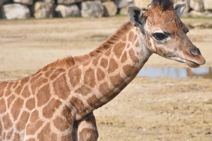 Dig for treasure, enjoy a Minecraft festival or go to the zoo: Five things to do this half term